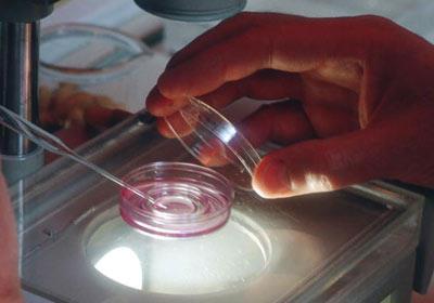 BŐRKORROZIÓ VIZSGÁLATA - TESZTTÍPUSOK In vivo in vivo = élőben Élő