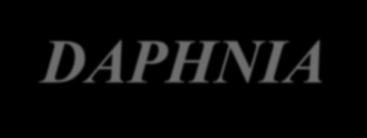 DAPHNIA