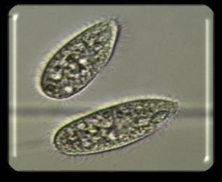Tetrahymena pyriformis