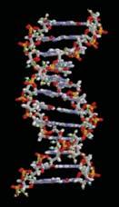 1. DNS: dezoxiribonukleinsav A biológiai raktármemória molekulája Kémiai szerkezet