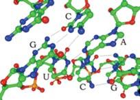 ribóz Bázisok: adenin uracil guanin citozin Másodlagos és harmadlagos szerkezetek