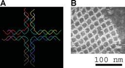 nanostrukturák (origami) Bázispárosodási rend és hierarchia függvényében Mozgatható