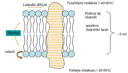 SEJTMEMBRÁN