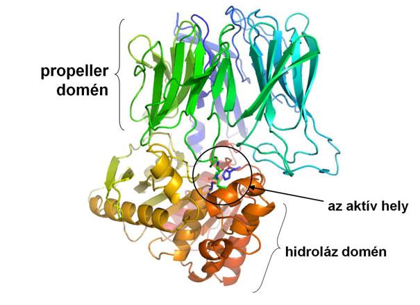 lapátból felépülő β-propeller domén (2. ábra). A méretszelekció hátterében az áll, hogy az aktív hely a két domén közötti üregben helyezkedik el. 2.