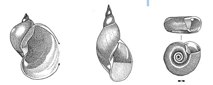 Radix auricularis Lymnaea stangalis Planorbella duryi 2. ábra: Az általunk tenyésztett vízi csigák üres házai (Thorp és Covich, után) A csigagyűjtés módszere A P.