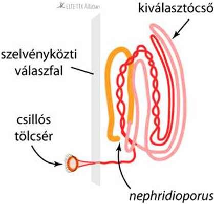 keresztül távoznak a külvilágba. Idegrendszer Hasdúclánc típusú dúcidegrendszere van.