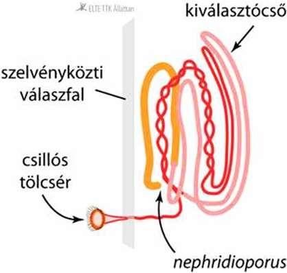 keresztül távoznak a külvilágba. Idegrendszer Hasdúclánc típusú dúcidegrendszere van.