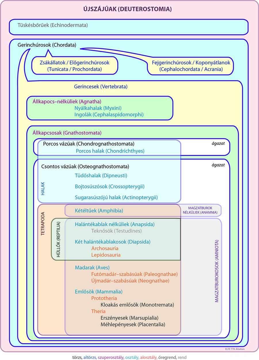 Fontosabb csoportjaik: Tüskésbőrűek törzse Gerinchúrosok törzse Előgerinchúrosok