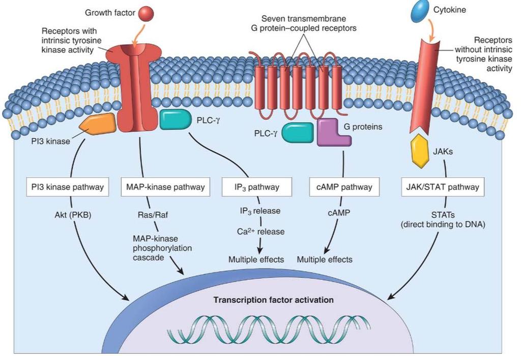 Kináz tipusú (nökedési faktorok) Növekedési faktor receptorok G-proteinhez kapcsolt (kemokinek) Kináz aktivitással nem