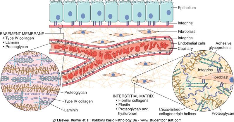 Extracelluláris matrix (ECM) 1. Fibrilláris fehérjék: kollagének, elasztin (elasztáz Banga Ilona) 2. Hidrált gélek: proteoglikánok, hyaluronsav 3.