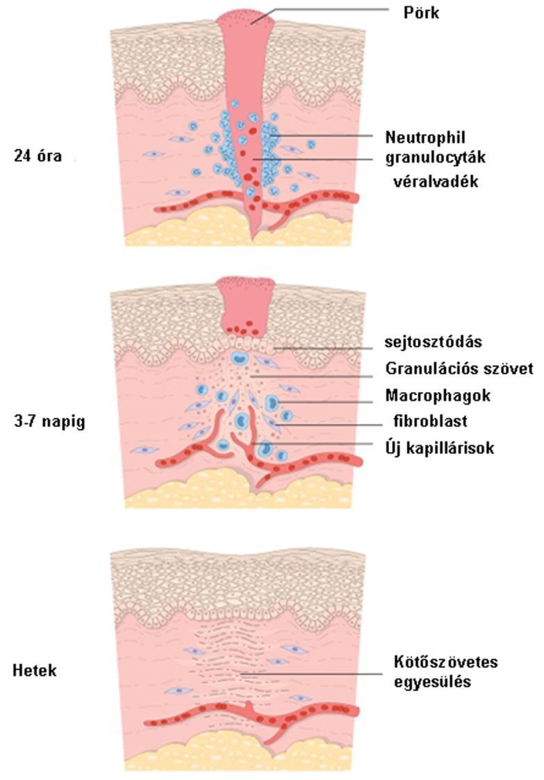 Szövetsérülés gyógyulása - Átfedő kaszkád-szerű események - Összehangolt sejt-sejt és sejt-matrix interakciók Bőr seb mint modell - Vérzés - Koaguláció: Izolálás a környezettől - Gyulladás: A