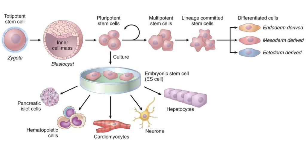 Őssejtek Eltérő sejttípusok, szövetek Embrionális őssejt Pluripotens: a morula belső felszínén