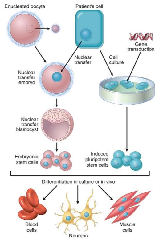 Gurdon & Shinya Yamanaka "for the discovery that mature cells can be