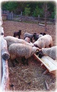 Naše ovce plemena cigája okrem pastvy a nakoseného sena nevyžadujú, ani nedostávajú iné doplnkové krmivo.