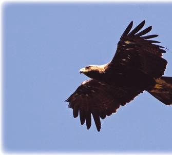 4 5 Orol kráľovský, ako indikátorový druh Vychádzame zo zásad ochrany prírody Za pomoci odborníkov sme sa dopracovali k potrebným zoologickým a botanickým východiskám, ako aj k poznatkom z histórie