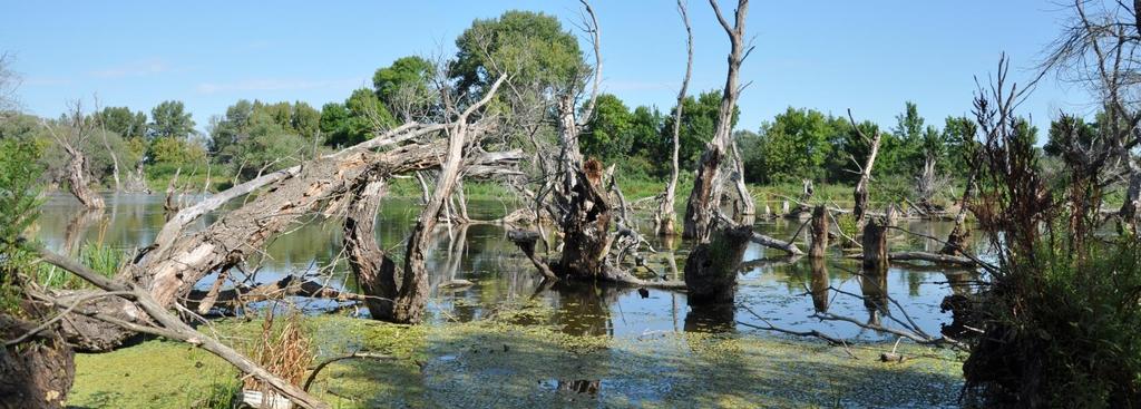 Vizesélőhelyek (wetland) Olyan élőhelyek amelyek felületarányos átlagos vízmélysége középvízállás esetén a 2 m-t nem