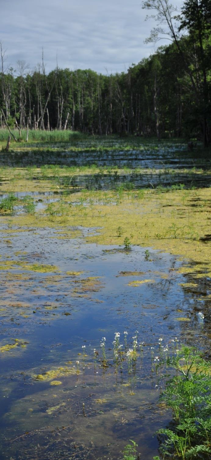 Vizesélőhelyek (wetland) Hazánkban ide tartoznak: Hínárnövényzet Nádasok, gyékényesek Mocsarak Lápok