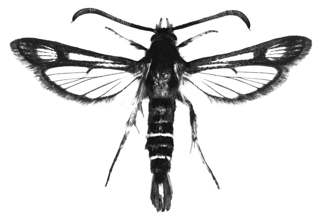 eacta Naturalia Pannonica 16 2018 45 Természetvédelmi kezelés: Meg kell szüntetni a vízelvezetéseket, a lecsapolásokat, igen fontos a természetes vízgazdálkodási jelleg visszaállítása.