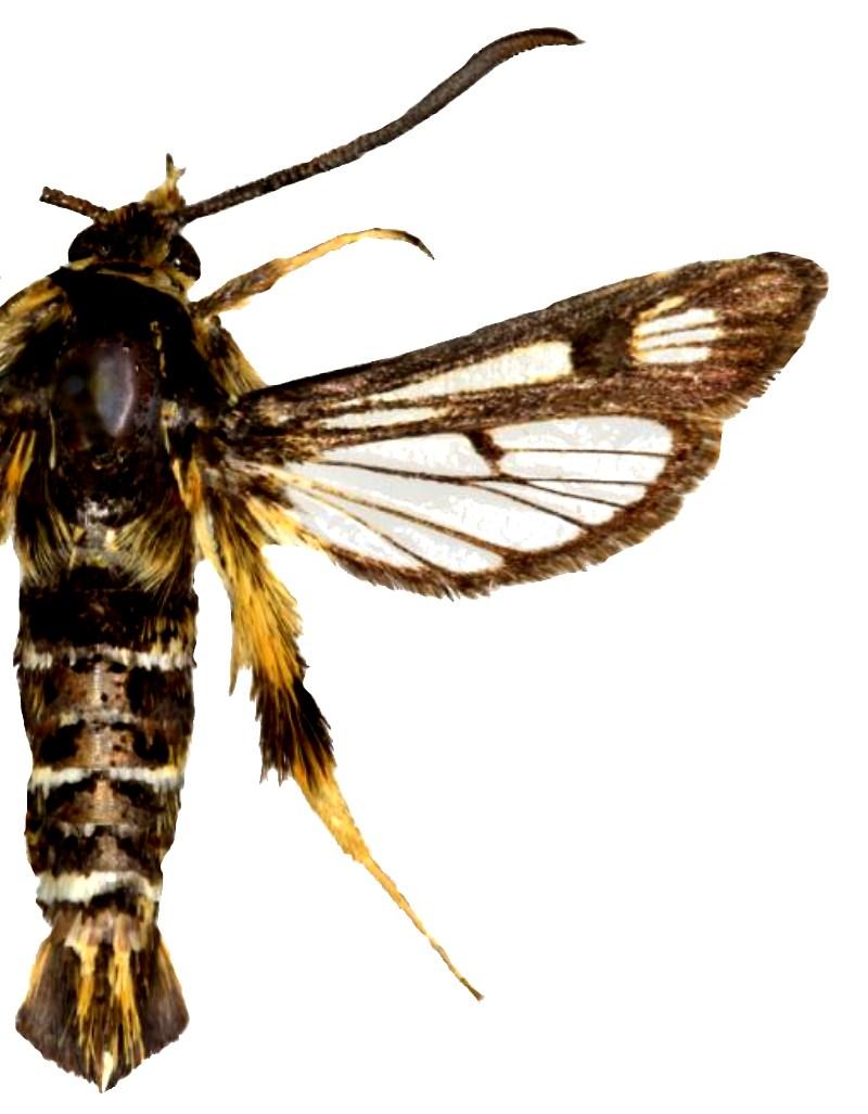 Chamaesphecia palustris Pyropteron affine 9. ábra.