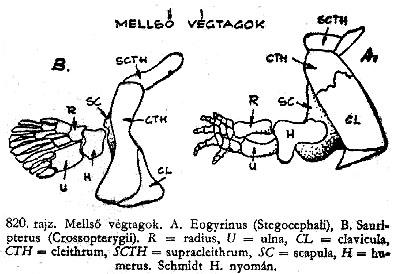 gét tekintve megegyezik, vagy nagyobb a modern emberénél. Szellemi képességeit mutatja, hogy halottait eltemette, megteremtette magának a túlvilág elképzelését, istenekben, szellemekben hitt.