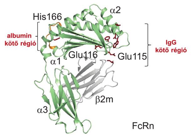 Bevezetés, irodalmi áttekintés A neonatális Fc receptor (FcRn) zseb záródását a 164. pozícióban lévő arginin és az α1-α2 hélixek között kialakuló ionos és hidrofób kölcsönhatások is elősegítik.