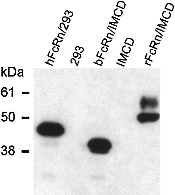 hfcrn/293 represents human FcRn-transfected 293 cell line (20), 293 represents untransfected cells, B1 represents bfcrn-transfected rat IMCD cell lines, IMCD represents untransfected cells, and