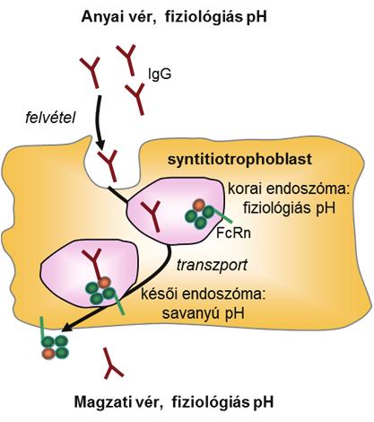 Bevezetés, irodalmi áttekintés A neonatális Fc receptor (FcRn) ebben az interakcióban. Az IgG és az albumin kötőhelyei különböznek az FcRn molekulán (4.