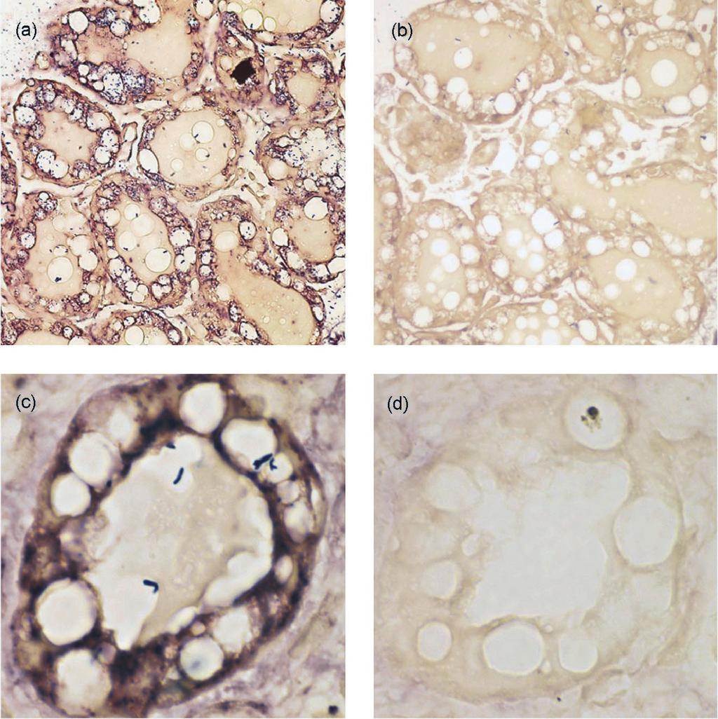 Sheep FcRn in mammary gland of ewes and in small intestine of neonates 293 Figure 3. In situ hybridization on a typical sheep mammary gland biopsy (5 days postpartum).