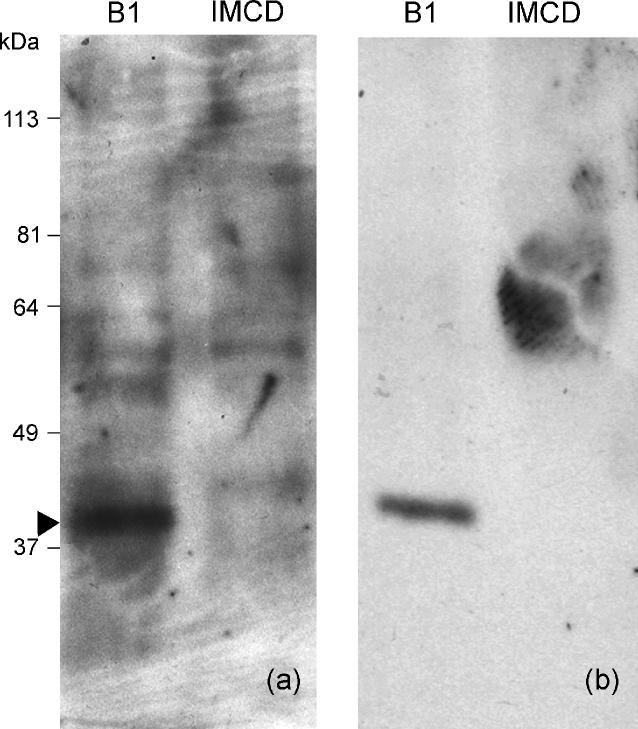 294 B. Mayer et al. Figure 4.