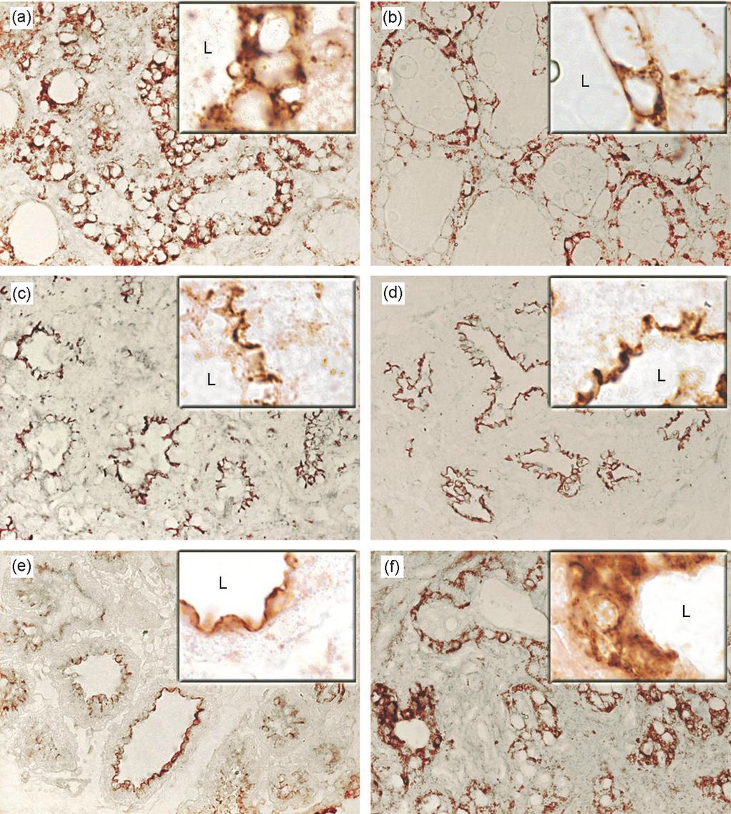 Sheep FcRn in mammary gland of ewes and in small intestine of neonates 295 Figure 5. Immunohistochemical analyses of the sheep mammary gland biopsies around parturition.