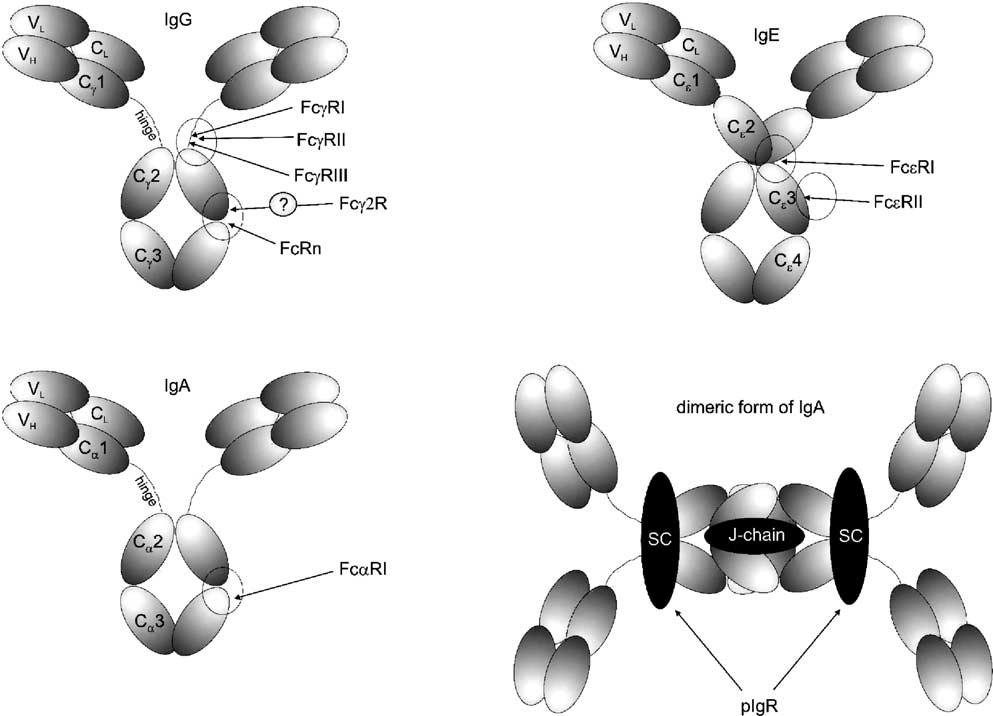 354 I. Kacskovics / Veterinary Immunology and Immunopathology 102 (2004) 351 362 Fig. 2. Schematic representation of the Fcg receptors interaction with the IgG molecules.
