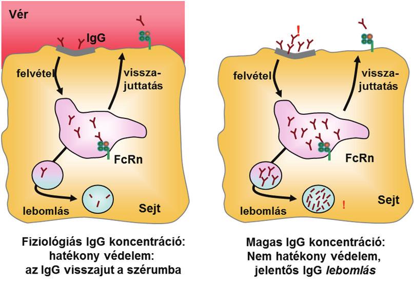 Bevezetés, irodalmi áttekintés A neonatális Fc receptor (FcRn) illetve a kiemelkedően magas szérum szint az albumin molekulára is jellemző (Freeman and Gordon, 1965).