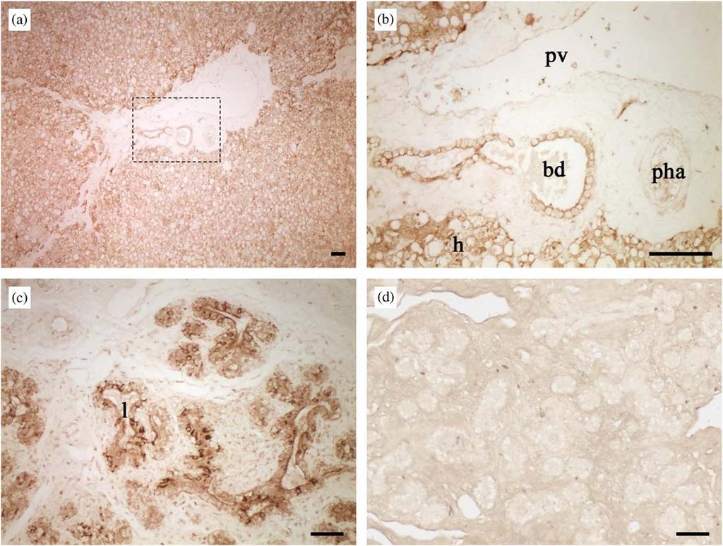 ARTICLE IN PRESS 1208 I. Kacskovics et al. / Developmental and Comparative Immunology 30 (2006) 1203 1215 Fig. 2.