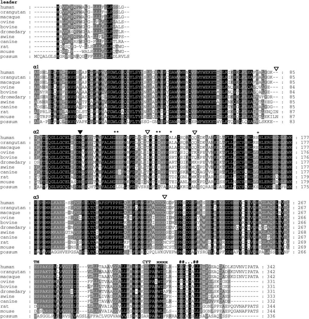 ARTICLE IN PRESS I. Kacskovics et al. / Developmental and Comparative Immunology 30