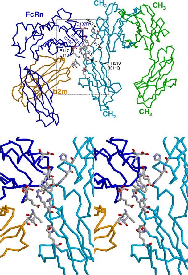 ARTICLE IN PRESS 1212 I. Kacskovics et al.