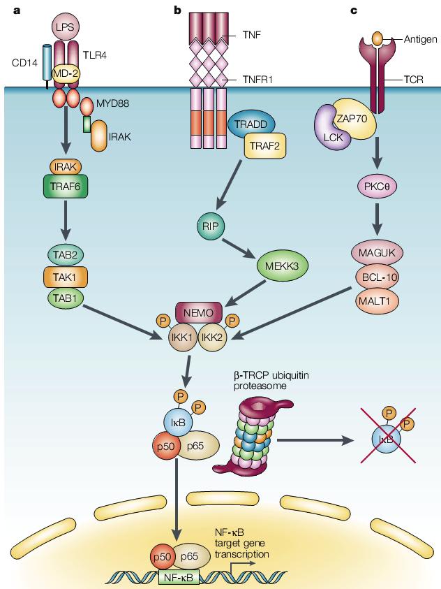 Bevezetés, irodalmi áttekintés A neonatális Fc receptor (FcRn) 1.3.