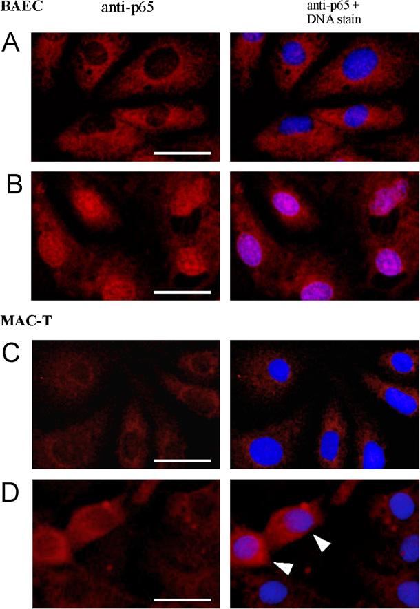 ARTICLE IN PRESS M. Doleschall et al. / Developmental and Comparative Immunology 31 (2007) 945 961 955 Fig. 5. Gel retardation assay for the detection of kb-specific complex containing p65.