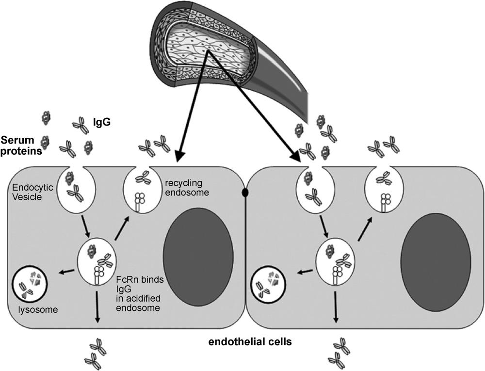 Author's personal copy 174 J. Cervenak, I. Kacskovics / Veterinary Immunology and Immunopathology 128 (2009) 171 177 Fig. 1. FcRn-mediated regulation of IgG catabolism.