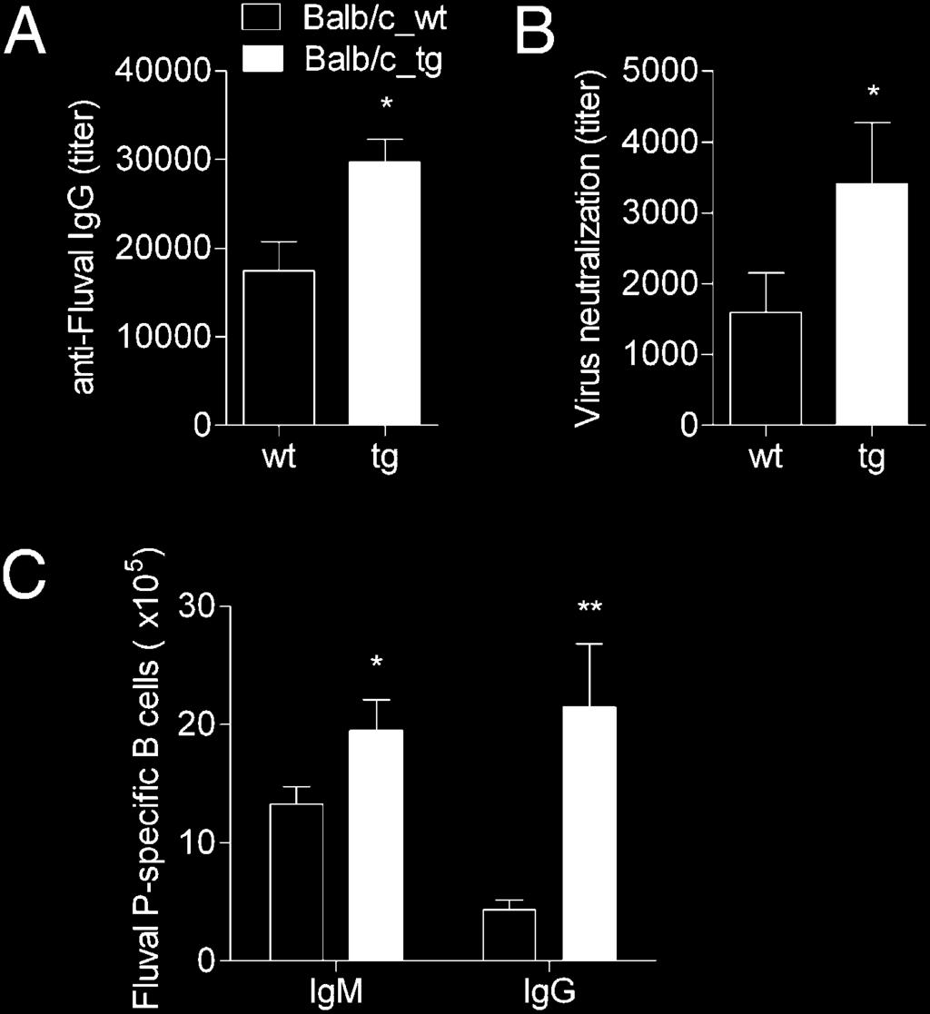 966 FcRn OVEREXPRESSION ENHANCES HUMORAL IMMUNE RESPONSE FIGURE 5. bfcrn Tg animals, compared with wt animals, produce more virus-specific polyclonal Ab. BALB/c_Tg5 and wt mice were immunized i.p. with Fluval P vaccine and boosted 21 d later.