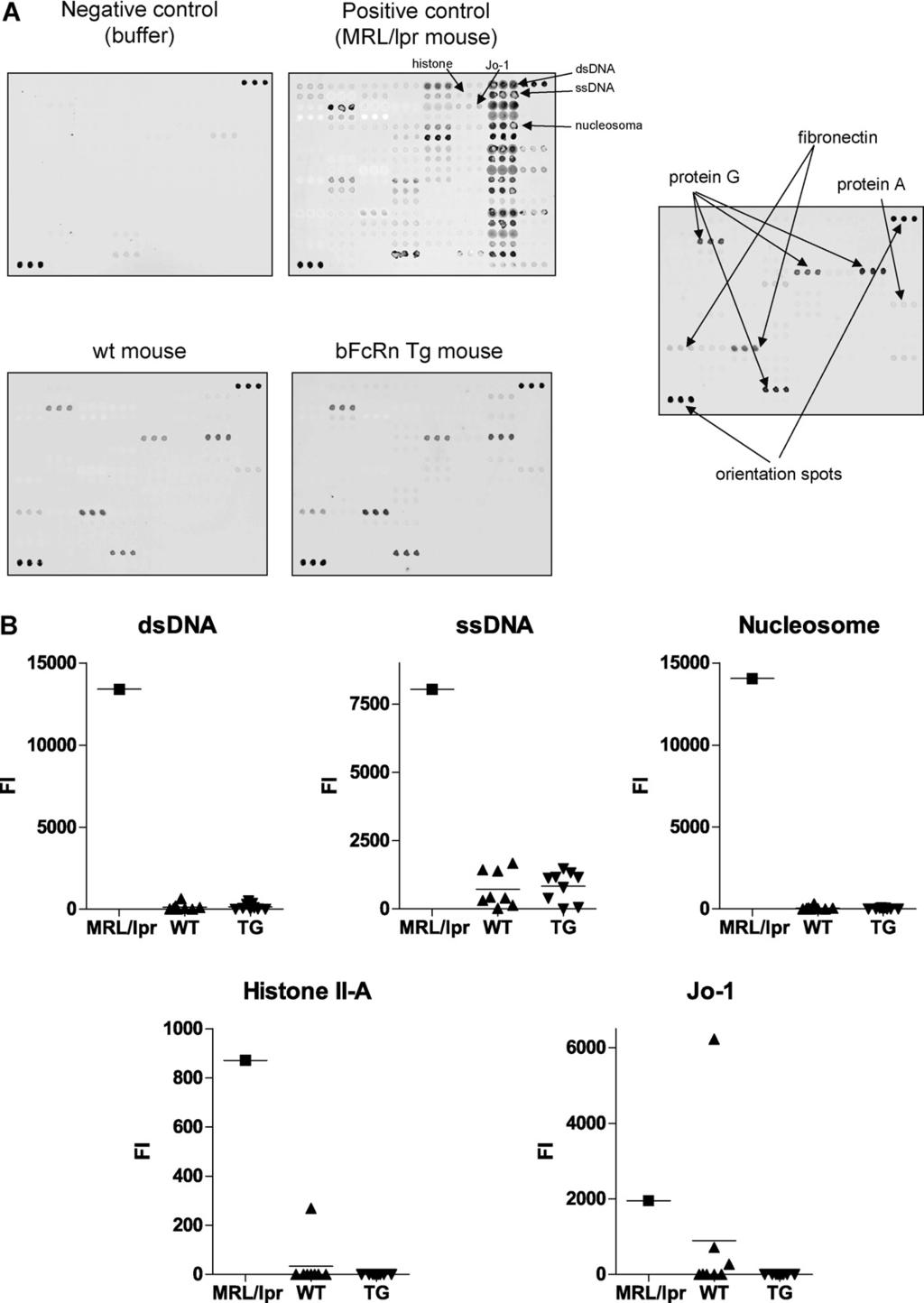 Author's personal copy Z. Schneider et al. / Immunology Letters 137 (2011) 62 69 67 Fig. 4. Antibody profiles of wt and bfcrn Tg mice.