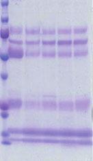 Milk N-glycome alteration during early lactation S. Takimori et al. Fig. 3. Analysis of protein expression in bovine milk and protein N-glycosylation pattern.