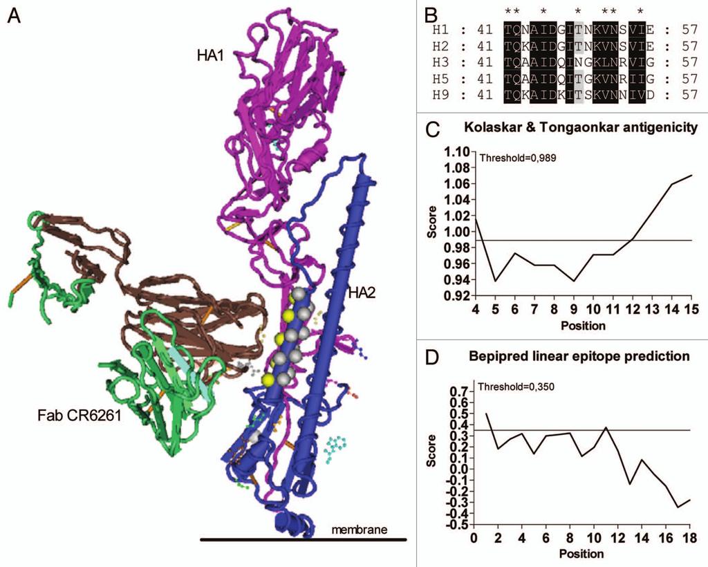 2011LandesBioscience. Donotdistribute. Figure 1. Antigen selection for immunizing bfcrn tg mice. (A) Crystal structure of Fab CR6261 in complex with the 1918 H1N1 influenza virus hemagglutinin.