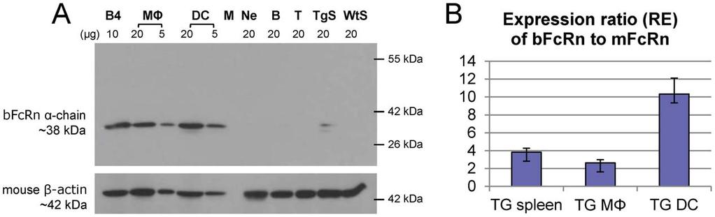APC Activity and Ab Diversity in bfcrn Tg Mice Figure 1. bfcrn is strongly expressed in bone marrow derived dendritic cells and peritoneal macrophages of bfcrn Tg mice. A. Western blot analysis shows the expression of bovine a-chain protein in spleen (TgS), B cells (B, 99.