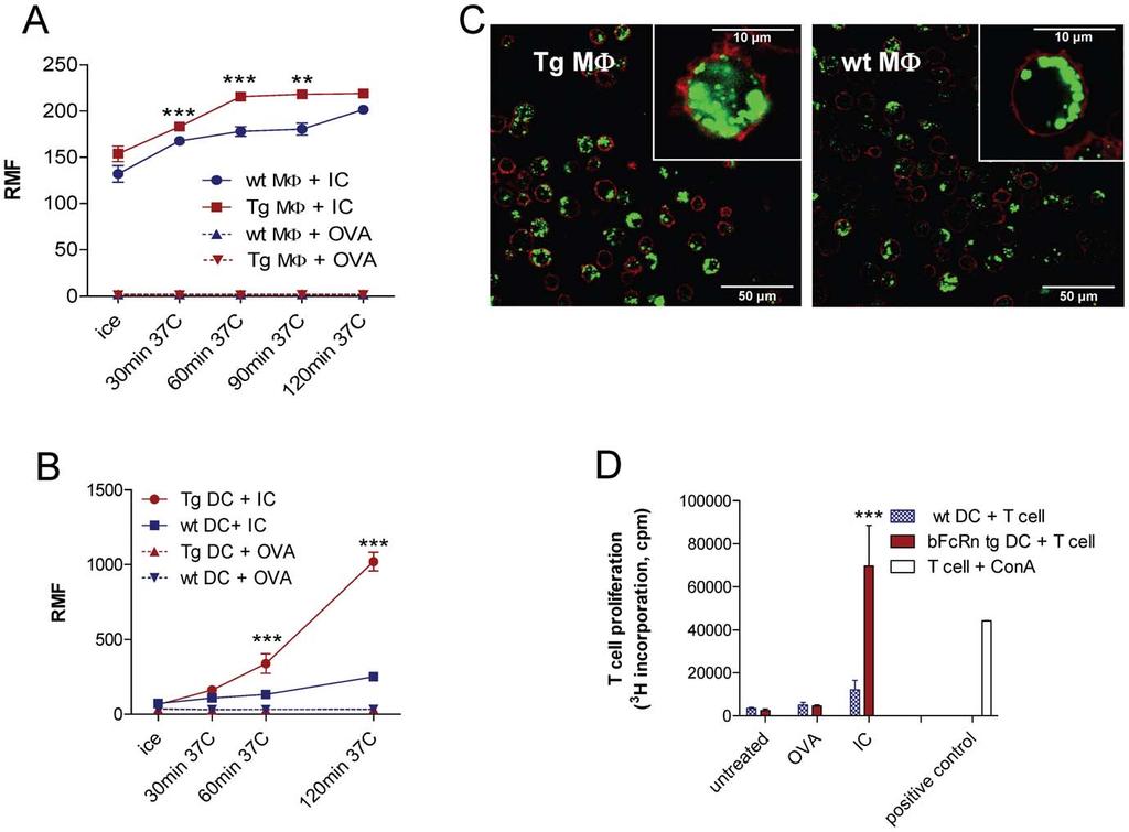 APC Activity and Ab Diversity in bfcrn Tg Mice Figure 2. bfcrn-expressing cells show enhanced IC phagocytosis and induce higher T cell proliferation.