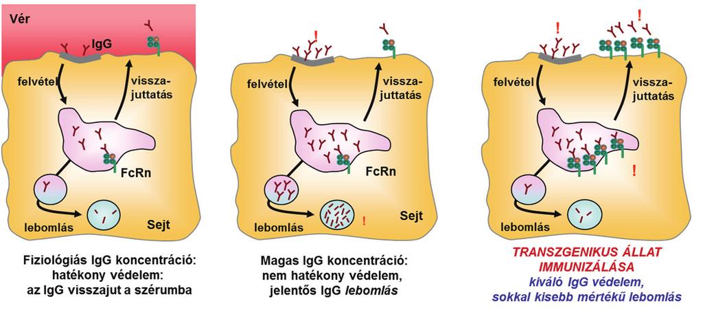Eredmények és diszkusszió A bfcrn BAC Tg egerek előállítása és jellemzése Ag-specikus IgG molekulák mennyisége nőtt meg a szérumban.