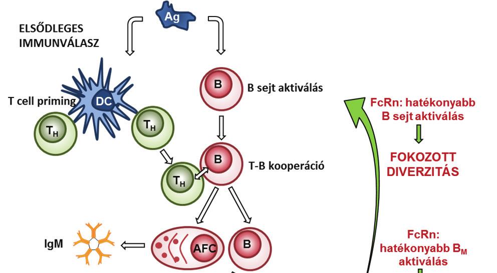 Eredmények és diszkusszió A bfcrn BAC Tg egerek előállítása és jellemzése nagyobb mértékben aktiválták a fajlagos T helper sejteket, mint a vt dendritikus sejtek, ami alátámasztja az FcRn