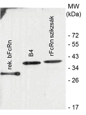 3.5 A nyúl FcRn -láncot kifejező BAC Tg nyulak előállítása és jellemzése A bfcrn BAC Tg egerek fokozott IgG protekciója és humorális immunválasz képessége (Bender et al., 2007; Cervenak et al.
