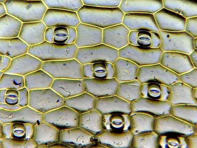 Biológia 7. osztály 6 Növényélettan forrás: www.asknature.org Megjegyzés: a tanár is készítsen nyúzatot, és kivetítővel mutassa be a diákoknak.