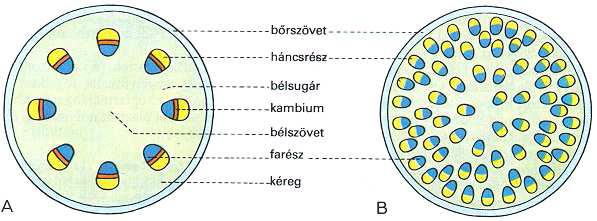 A lágy szár A lágyszárban a szállítónyalábok elrendeződése lehet