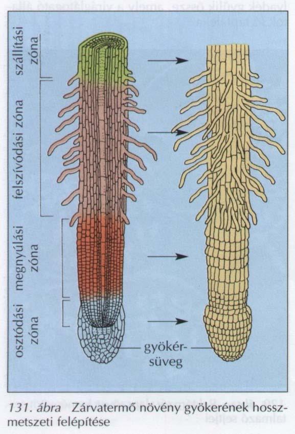 Növényi szervek hajtásos növények gyökérre, szárra, levelekre tagolódik.  önfenntartó vegetatív - PDF Free Download